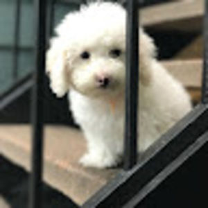 Meet your Posher, Debo